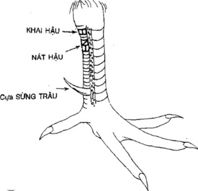 Vảy khai hậu là loại vảy gà xuất hiện ở phía sau phần gối của gà.