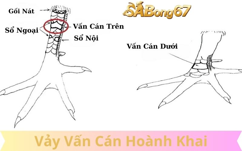 Vảy vấn cán hoành khai ở vị trí nào tốt