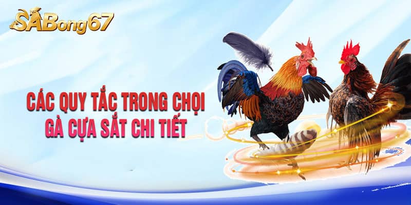 Các quy tắc trong chọi gà cựa sắt chi tiết tại Sabong67