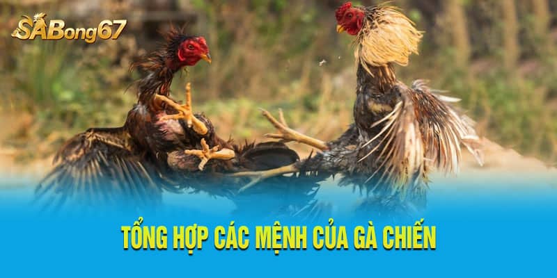 Tổng hợp các mệnh của gà chiến hay