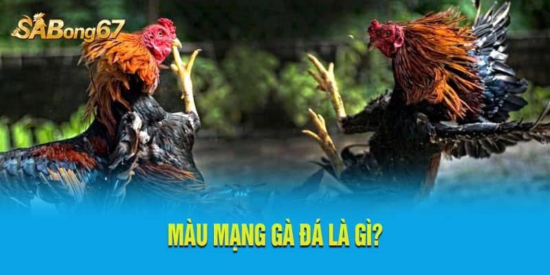 Màu mạng gà đá là áp dụng ngũ hành để chọn gà đá