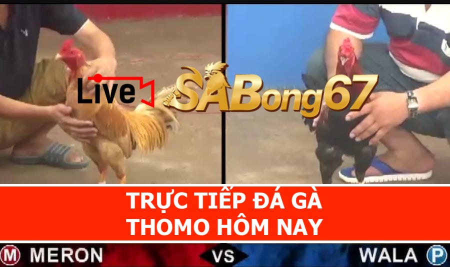 Sabong67 trực tiếp đá gà 24/7