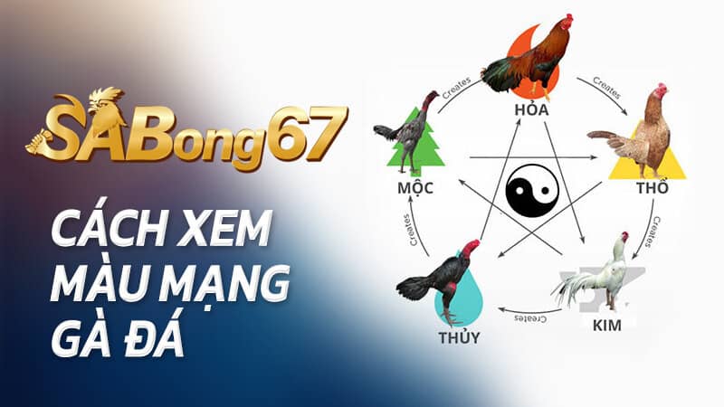 Sabong67 hỗ trợ xem màu mạng gà đá mỗi tuần