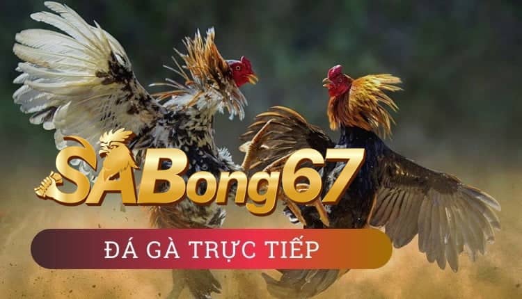 Sabong67 - Website trực tiếp đá gà chất lượng nhất hiện nay