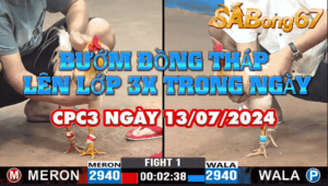 CPC3 13/07/2024, SERIES GÀ BƯỚM CHỒNG ĐỘ 3 CÁI