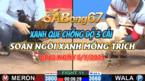 GÀ QUE MỒNG CHẬP CHỒNG ĐỘ 3 CÁI