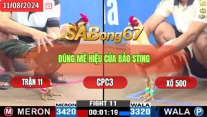 Trận 11 CPC3 11/8/2024 Anh Dũng Sài Gòn Đá Xổ Anh Bảo Sting