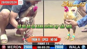 Trận 11 CPC3 28/8/2024 Anh Tèo Bảo Lộc Đá Xổ Anh Quý Kiên Giang