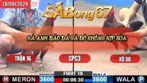 Trận 16 CPC3 18/8/2024 Anh Vũ Bến Tre Đá Xổ Anh Bảo Sting