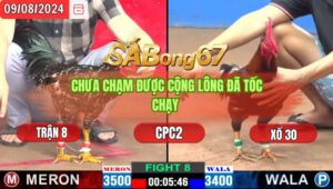 Trận 8 CPC2 9/8/2024 Anh Lành Đá Xổ Anh Bảo Sting