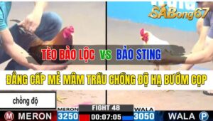 Trận 48 CPC3 06/10/2024 Anh Tèo Bảo Lộc Đá Xổ Anh Bảo Sting